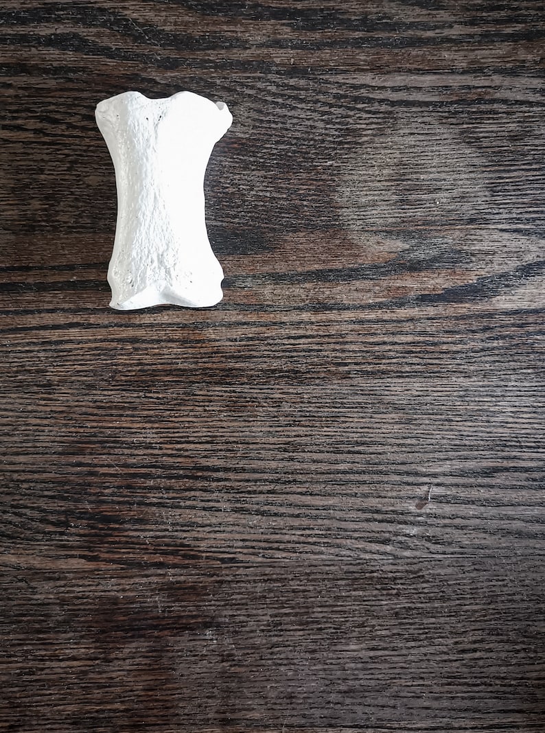 Peut inclure: Un os blanc sur une surface en bois brun fonc&eacute;.