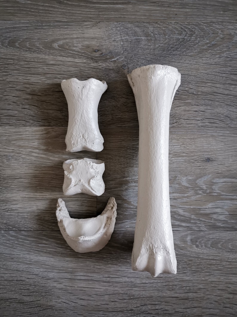 Peut inclure: Un ensemble de quatre os en pl&acirc;tre blanc, comprenant un os long et trois os plus petits. Les os sont dispos&eacute;s sur une surface en bois brun clair.