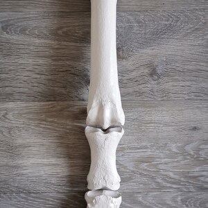 Peut inclure: Mod&egrave;le en plastique blanc d'un os de jambe humaine, montrant l'articulation du genou et les os du bas de la jambe.