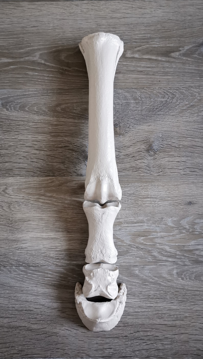 Peut inclure: Mod&egrave;le en plastique blanc d'un os de jambe humaine, montrant l'articulation du genou et les os du bas de la jambe.
