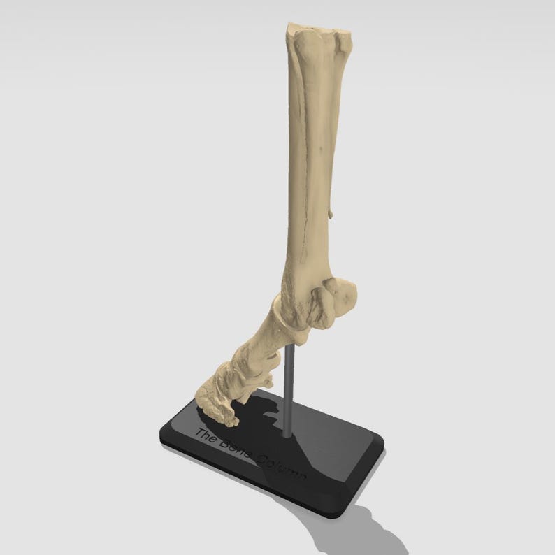 May include: A beige bone model of a lower leg and foot, mounted on a black stand with the text "The Bone Company" printed on it.