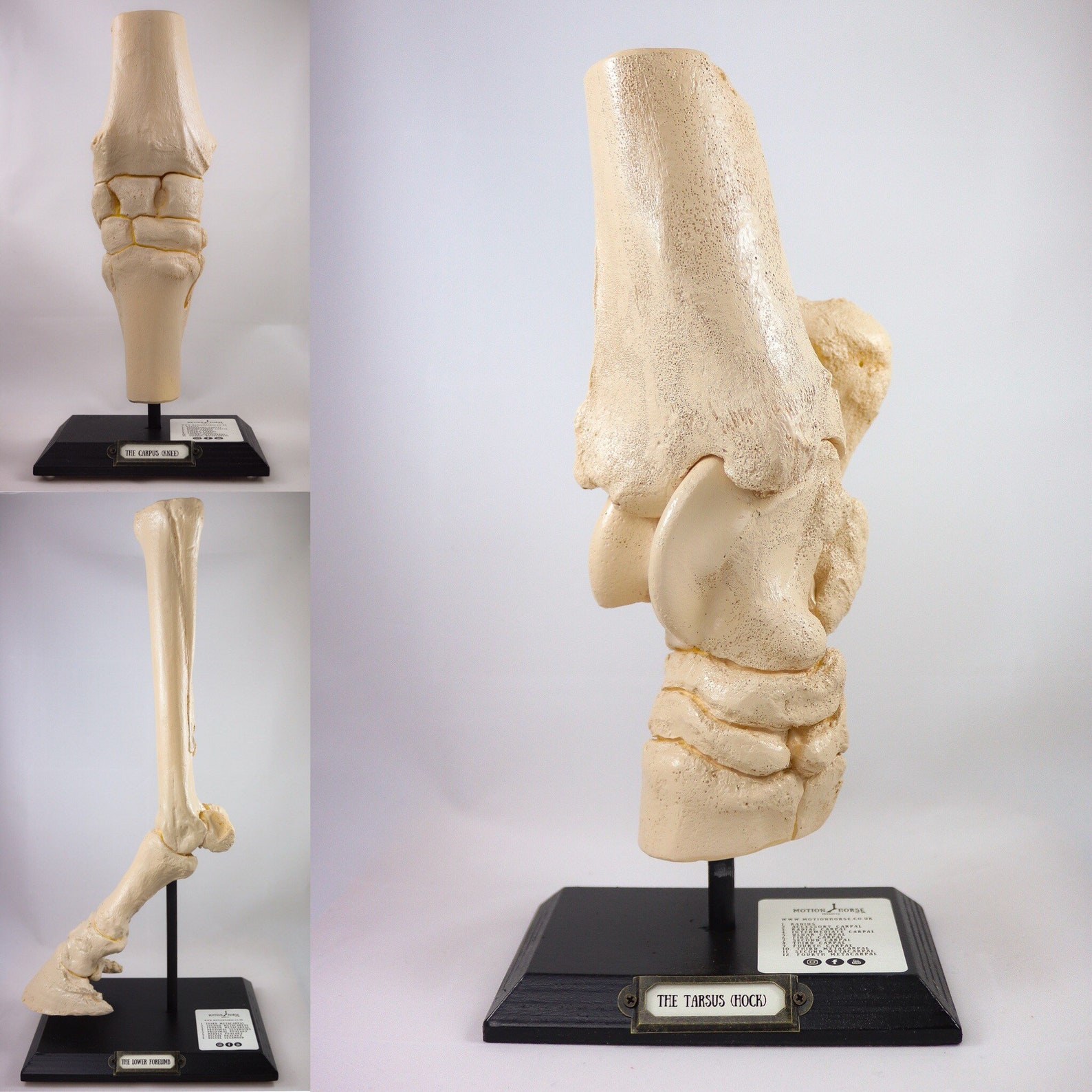 Horse Anatomy, Anatomical Knee Joint, Carpus Full Detailed Replica
