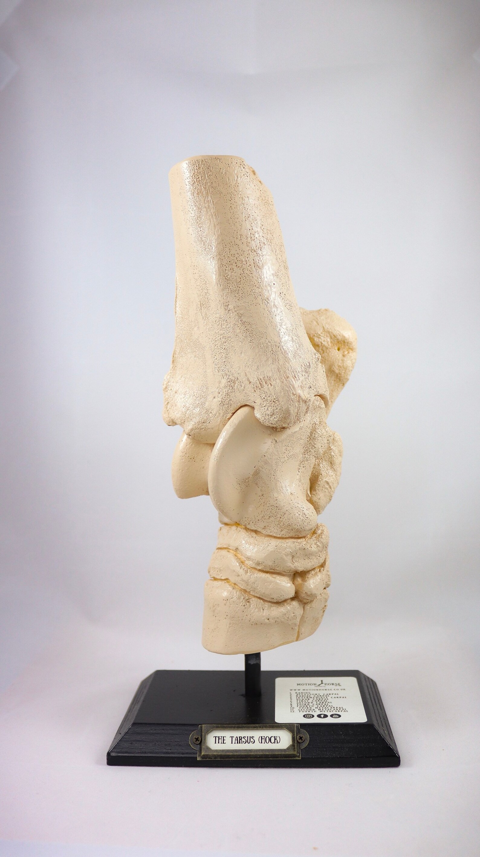 Horse Anatomy, Anatomical Hock Joint Full Detailed Replica Educational