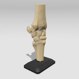 Horse Knee &#39;Carpus&#39; Model - Horse Anatomy, Anatomical Knee Joint, Carpus - Full Detailed Replica, Teaching Anatomy, Vet student