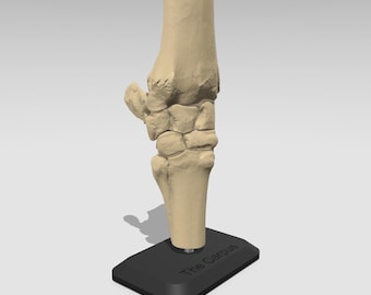Model paard knie &#39;Carpus&#39; - anatomie paard, anatomisch kniegewricht, carpus - volledige gedetailleerde replica, anatomie onderwijs, student dierenarts