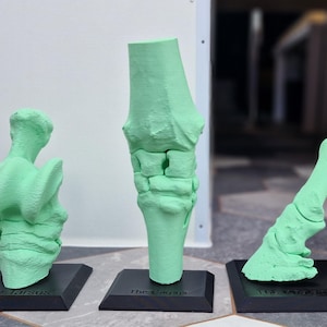 May include: Three green plastic anatomical models of a horse's leg, labeled "The Tarsus", "The Leg", and "The  Tarsals".