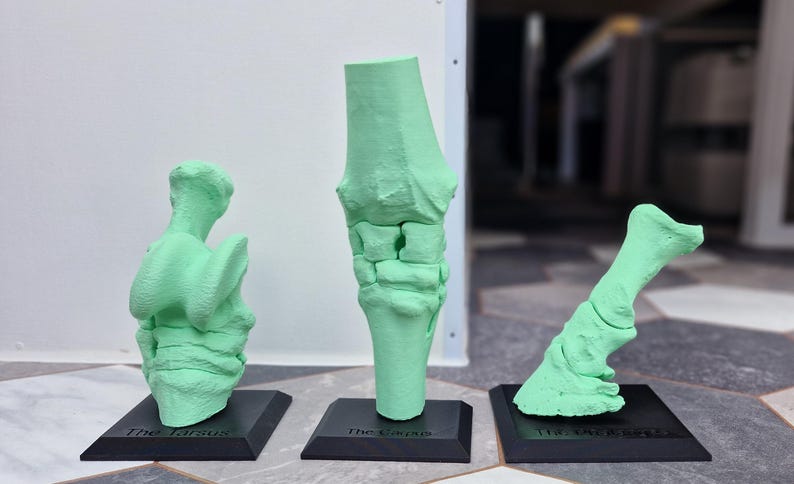 May include: Three green plastic anatomical models of a horse's leg, labeled "The Tarsus", "The Leg", and "The  Tarsals".