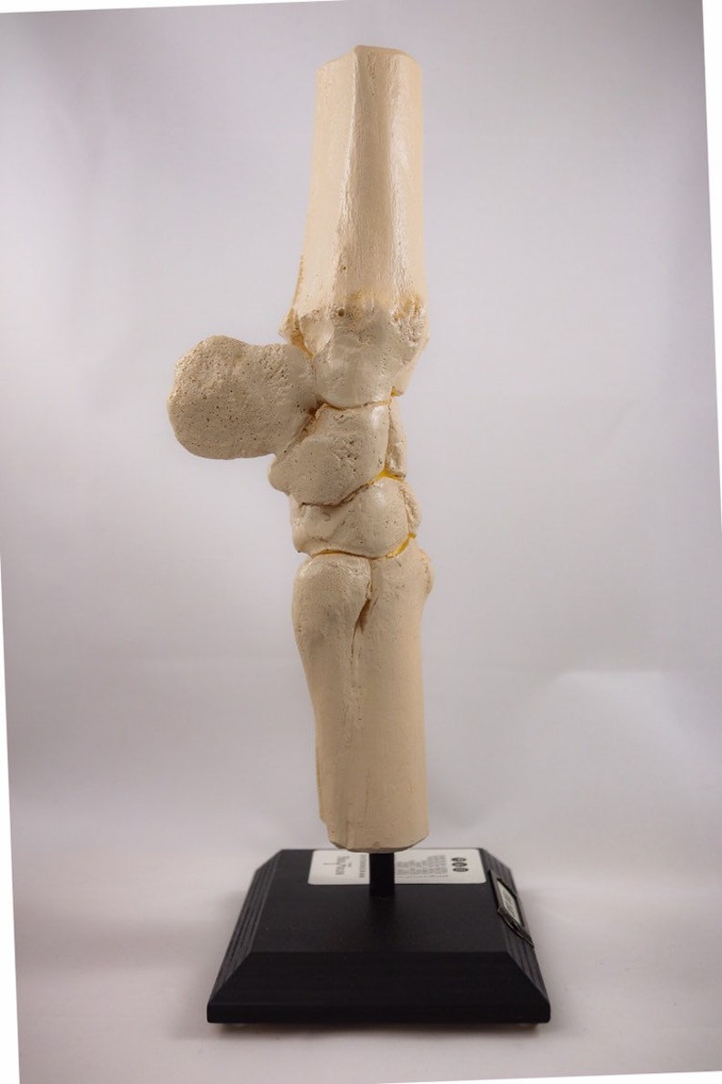 Horse Anatomy, Anatomical Knee Joint, Carpus Full Detailed Replica