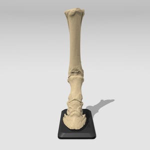 May include: A close-up of a light brown horse leg bone, mounted on a black base. The bone is articulated at the ankle joint, showing the lower leg and foot bones.