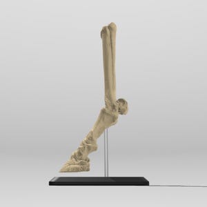 May include: A beige colored bone leg from a large animal, mounted on a black stand with a clear acrylic rod.