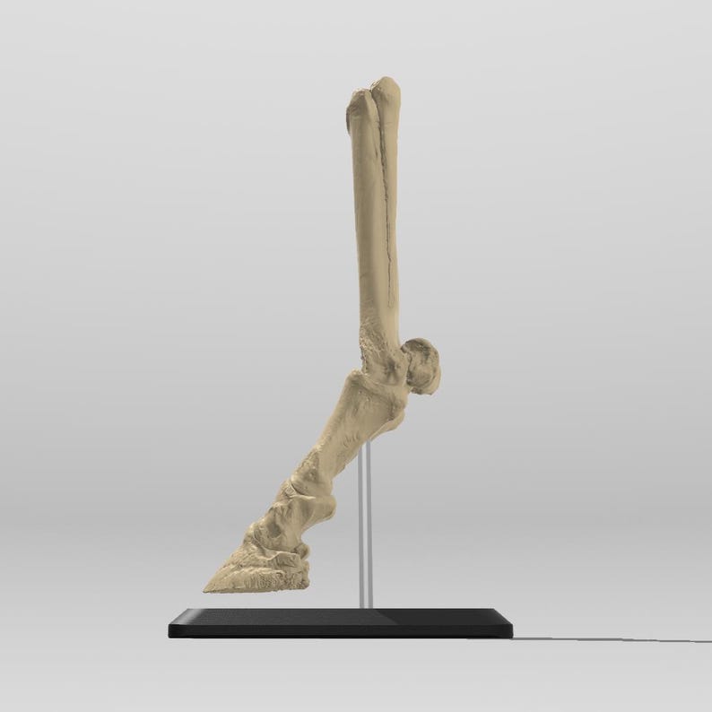 May include: A beige colored bone leg from a large animal, mounted on a black stand with a clear acrylic rod.
