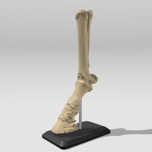 Pferd Anatomie, anatomische untere Extremität - detailliertes Nachbildung Modell - Lehr-/Lehr-Anatomie, Tierarzthelferin, Physiotherapeut, Pferd