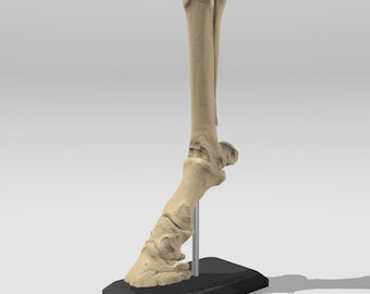 Anatomie van het paard, anatomische onderste ledematen - volledig gedetailleerd replicamodel - educatief/onderwijs anatomie, student dierenarts, fysiotherapeut, paarden