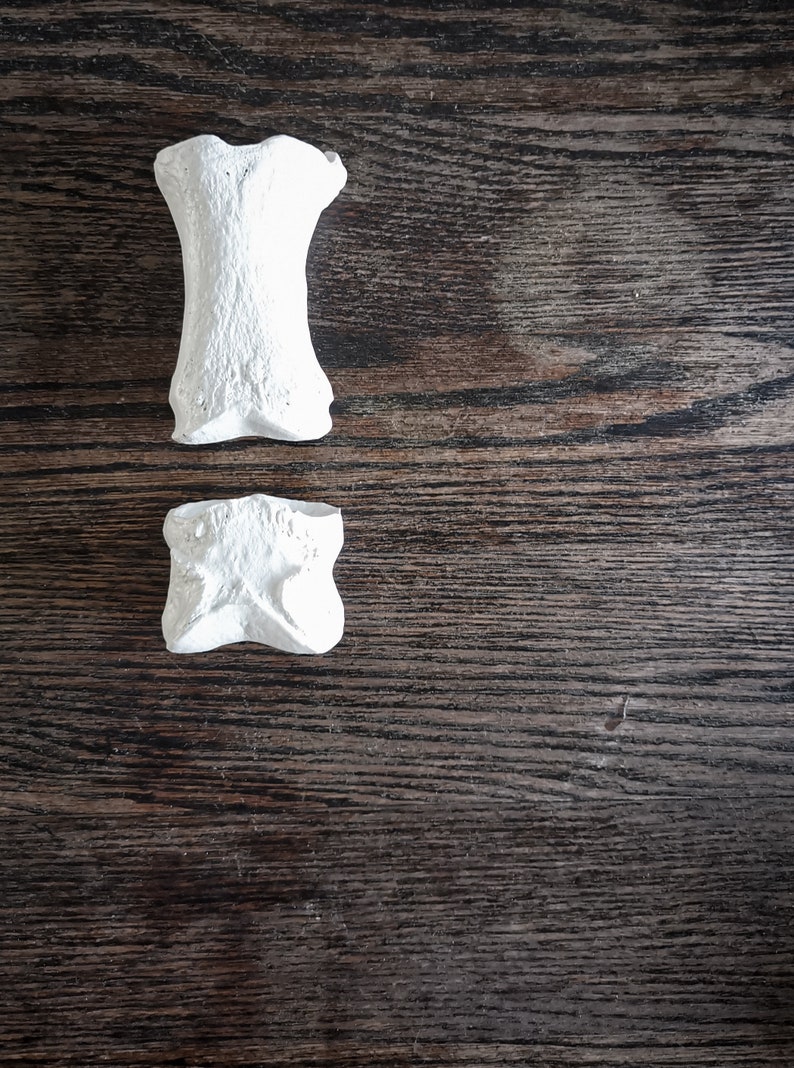 Peut inclure: Deux objets blancs en forme d'os sur une surface en bois fonc&eacute;.