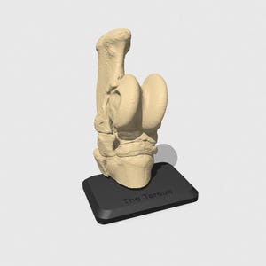 May include: A close-up of a beige anatomical model of the tarsus, the bones of the ankle and foot, on a black base with the text "The Tarsus" printed on it.