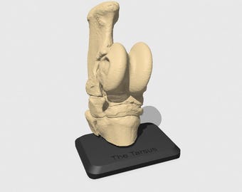 Model paard spronggewricht &#39;Tarsus&#39; - anatomie paard, anatomisch kniegewricht, carpus - volledige gedetailleerde replica, anatomie onderwijs, student dierenarts