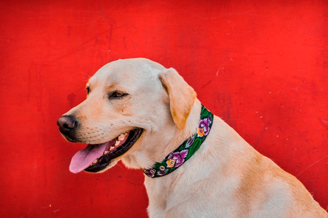 Leather Dog Collar, Unique Dog Collar, Floral Dog Collar, Strong Dog ...