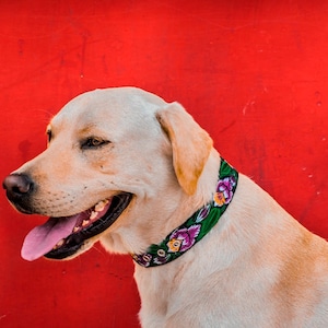 Leather Dog Collar, Unique Dog Collar, Floral Dog Collar, Strong Dog Collar, Girl dog collar, Gift dog  -Big Dog Collar - Orchids OQD1