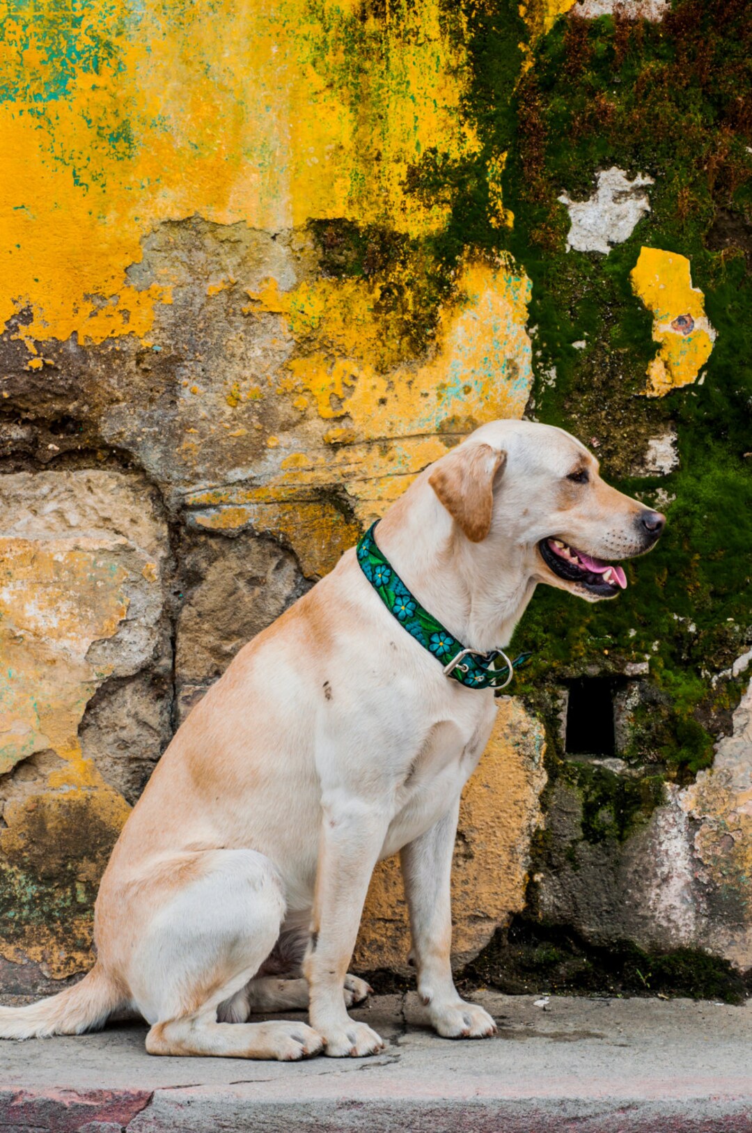 Leather Dog Collar, Colorful Dog Collar, Floral Dog Collar, Jade Green Dog Collar Size Medium