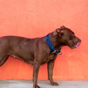 Leather Dog Collar, Blue Dog Collar, Unique Dog Collar, Woven Dog Collar, Strong dog collar, Gift Dog - Big Dog Collar - Tulips TUD6