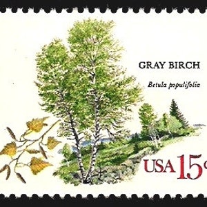 May include: A postage stamp featuring a detailed illustration of a Gray Birch tree, with green foliage and a white trunk. The stamp also includes the text "GRAY BIRCH" and "Betula populifolia", along with "USA 15¢". The stamp has a white background and a black border.