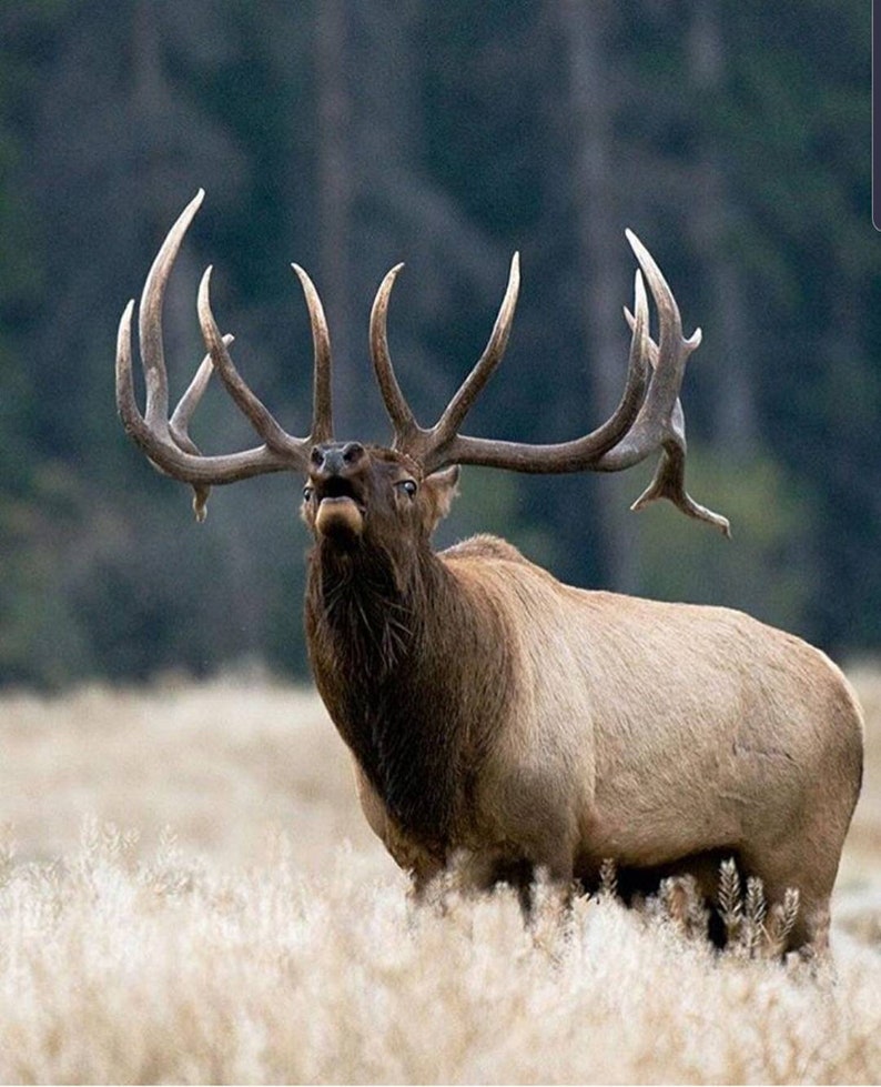 Elk Antler Ring | Etsy
