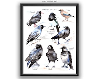Watercolour Painting Print from Original Corvid Species by Ilona Winter
