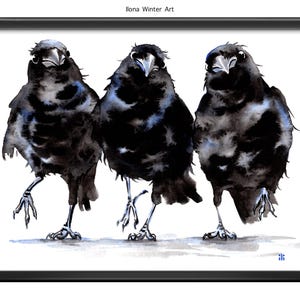 Peut inclure: Impression encadrée à l'aquarelle représentant trois corbeaux noirs. Les oiseaux ont des textures de plumes détaillées et sont placés sur un fond blanc. Le nom de l'artiste, "Ilona Winter Art", est en haut à gauche.