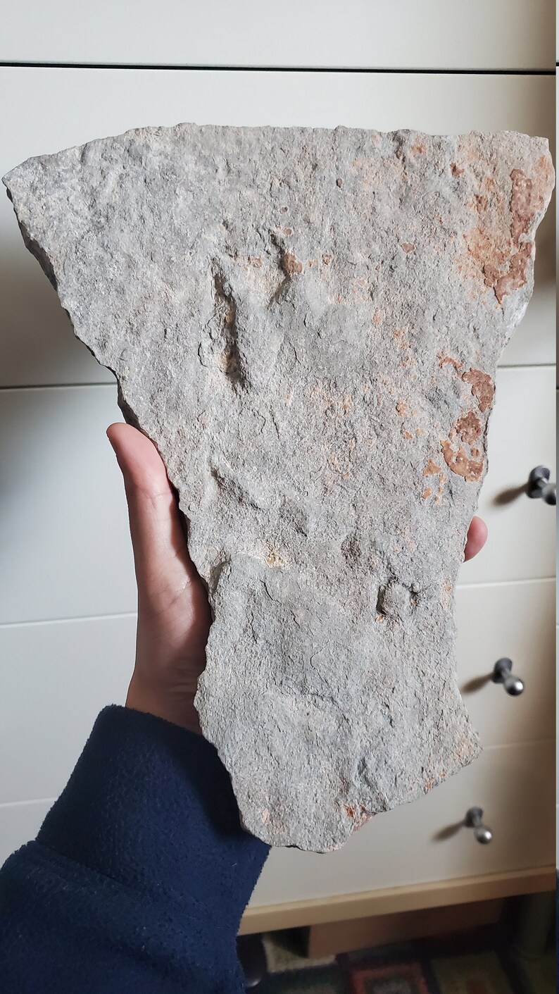 dimetrodon footprints