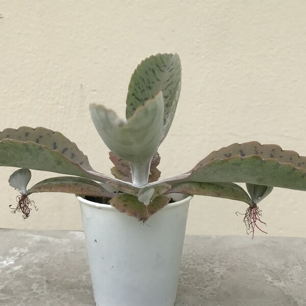 Kalanchoe gastonis-bonnieri - Well Rooted Succulent Plant - Donkey Ear Plant
