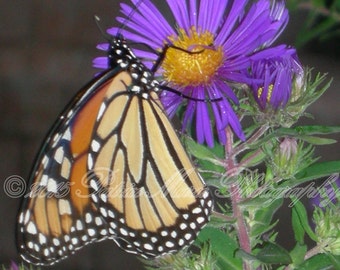 Cloister's Butterfly