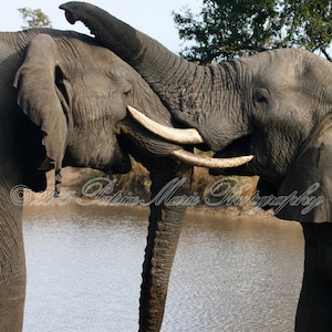 Elephant Love