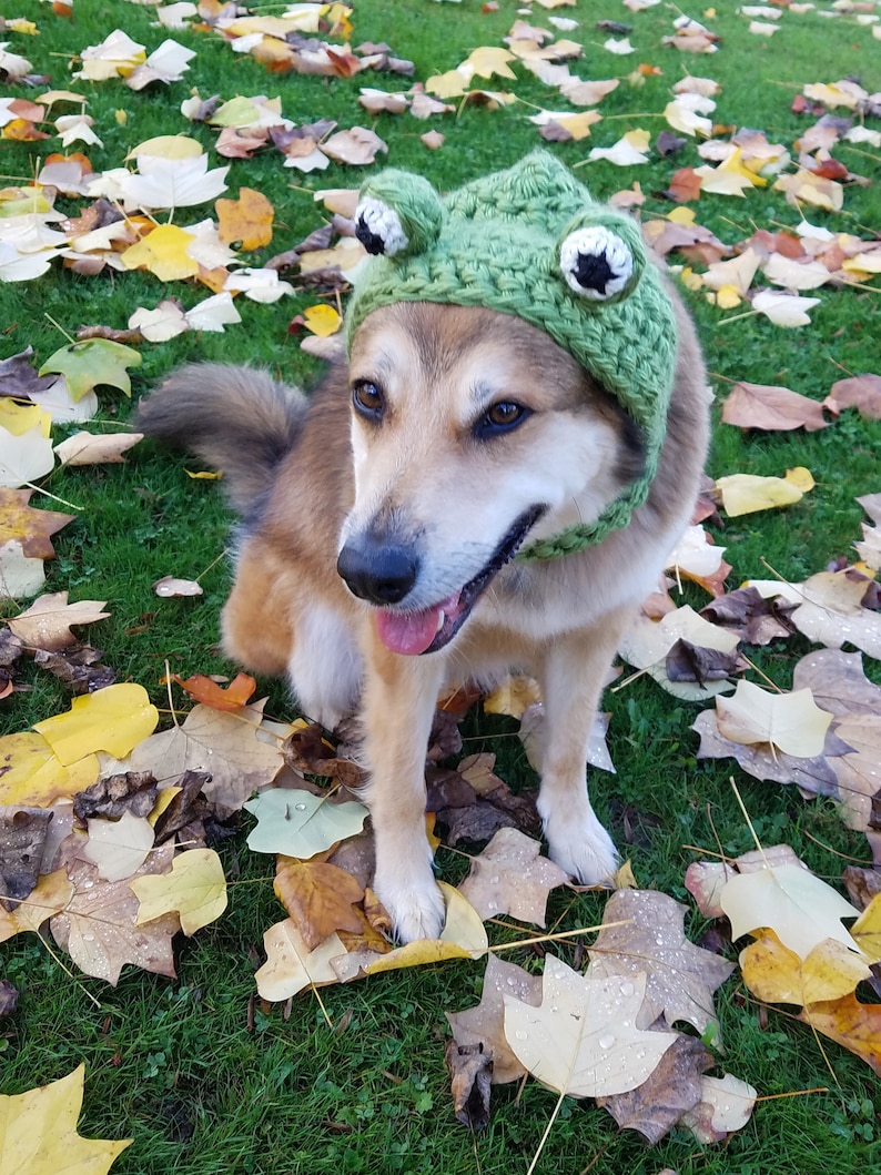 Crochet PDF Pattern, Make your own Dog Costume Dinosaur, Shark, and Frog to add onto Hound Hoodie, Dog Scarf, Pet Accessories, Dog Snood image 4