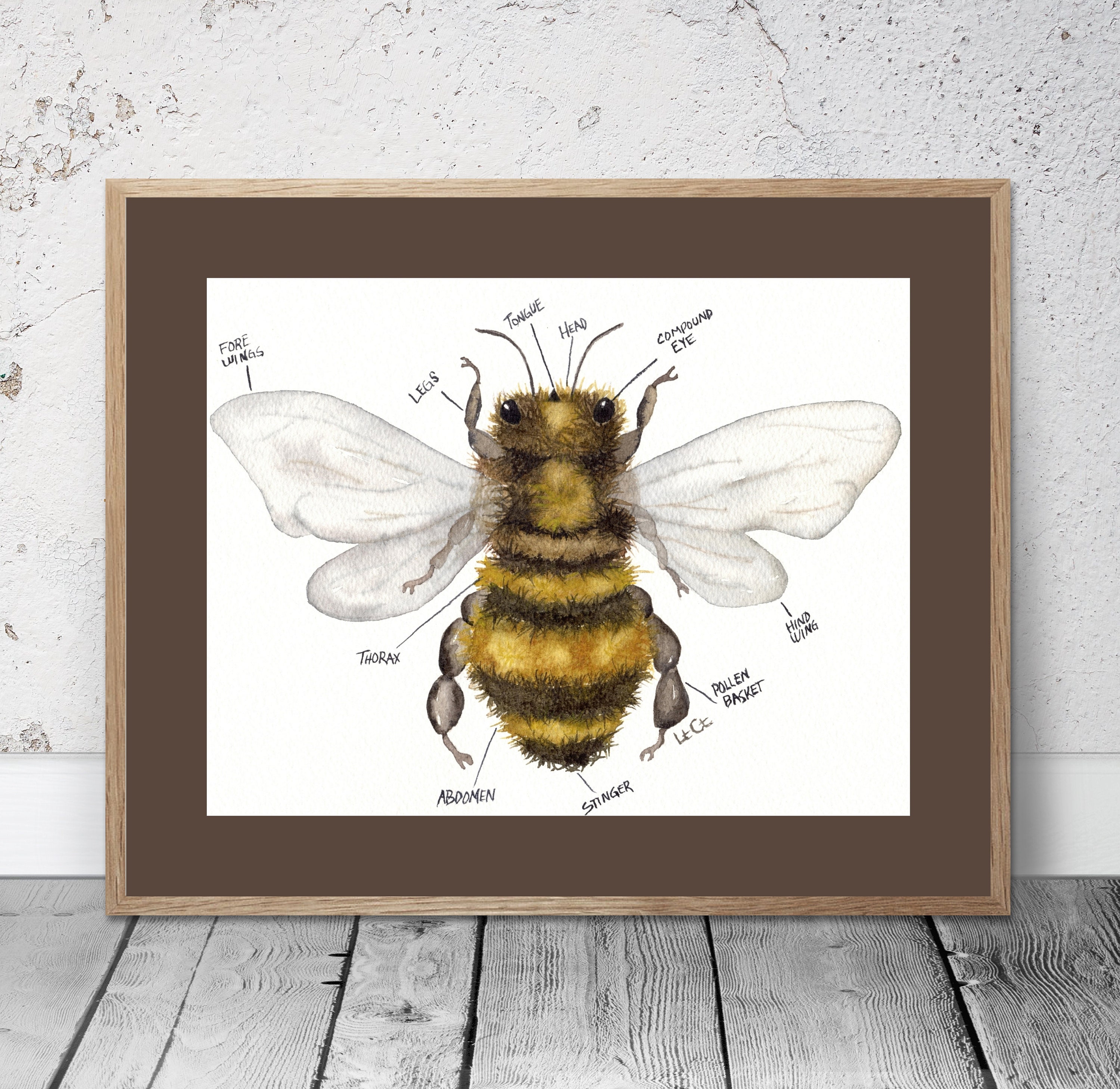Honey Bee Anatomy – Honey Bee Research Centre