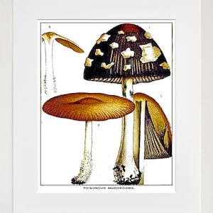 Mushrooms Botanical Art 1800s Illustration Print