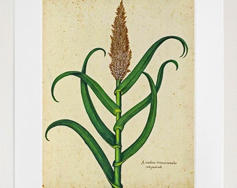 Botany Art Corn Print Vintage Art Illustration