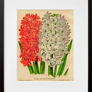 Antique Flowers Print Botanical Illustration Print