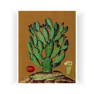 Kaktus Kunst Botanische Illustration Kakteen Druck