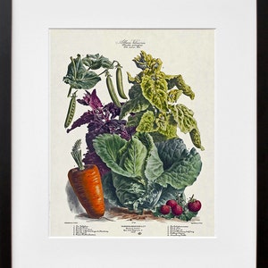 Botanical Print Vintage Vegetable Art Illustration Farm Poster
