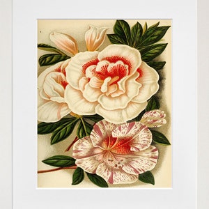 Flowers Print Vintage Wall Art Illustration