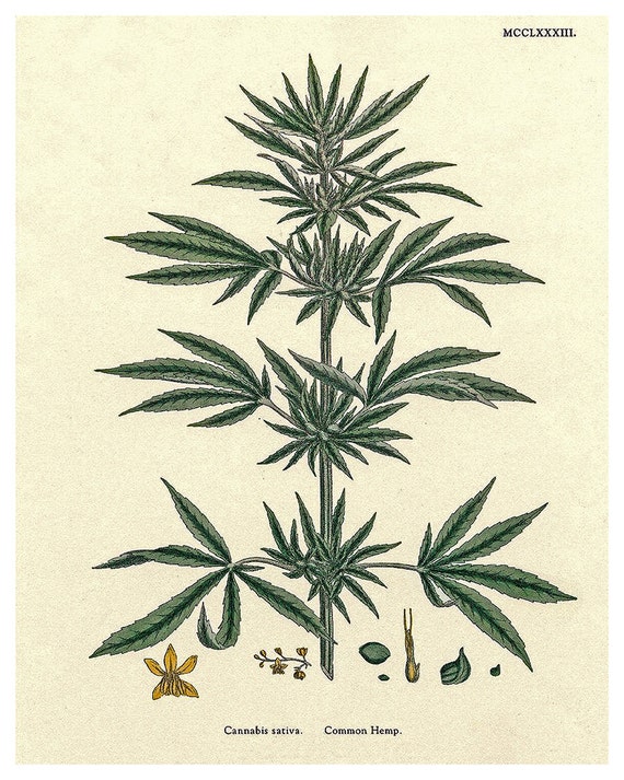 Cannabis Art Hemp Plant Wall Decor - Etsy