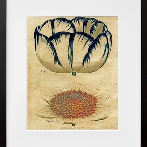 Kitchen Decor Flowers Print Vintage Botanical Art Illustration