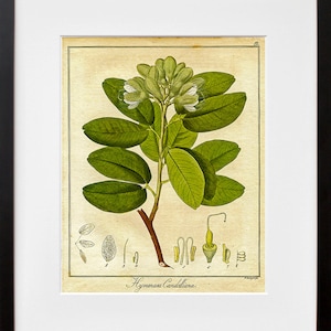 Botanical Print Vintage Plant Art Illustration