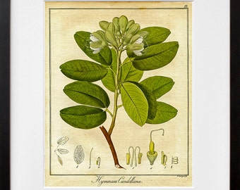 Botanical Print Vintage Plant Art Illustration