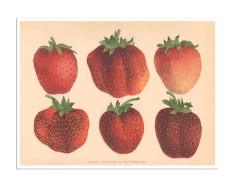 Strawberry Botanical Print Vintage Kitchen Art Chef Gift Poster B53a