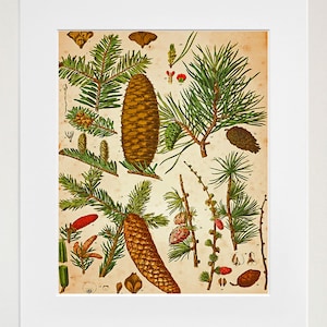 Pine Cones Botanical Art Vintage Print