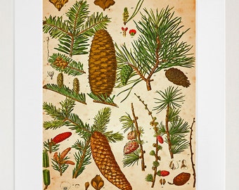 Kiefernzapfen botanischer Art Vintage Print