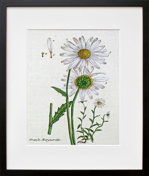 【超希少】Daisy Lights 版画 Greenwood1976 90/36 超希少】Daisy Lights 版画 Greenwood1976 90/36 Daisy Solar Fine