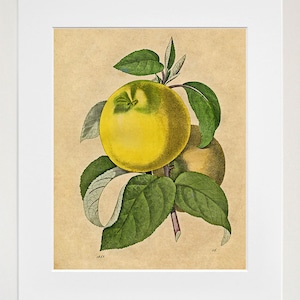 Antique Fruit Print Apple Art Botanical Illustration