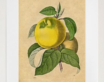 Apfel Botanischer Kunstdruck Vintage Illustration